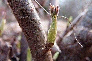 зелені живці фото