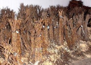 кореневі нащадки