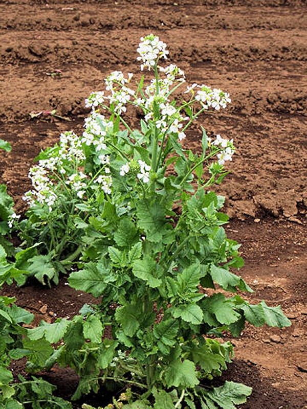 листя олійної редьки