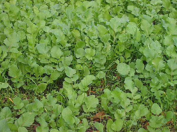 густі сходи редьки олійної