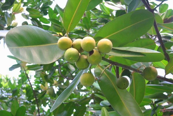 Плоди і листя фікуса каучуконосного