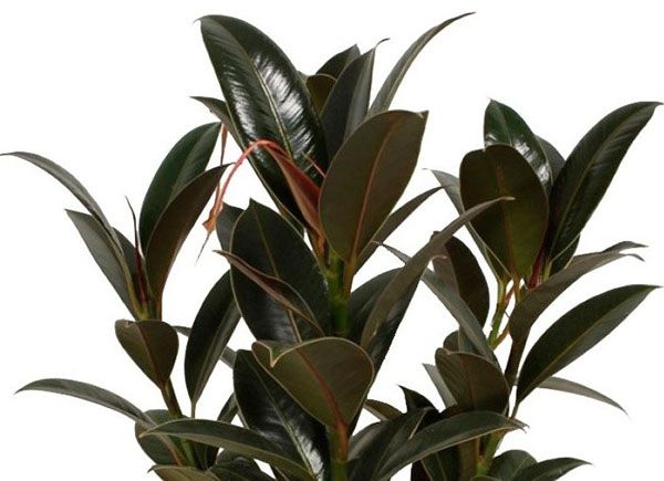 фікус Мелані