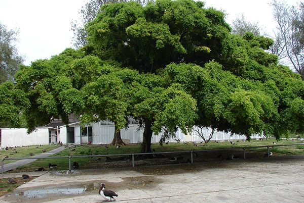 Фото фікуса Бенджаміна в природі