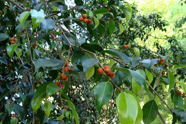 Листя і плоди фікуса Бенджаміна
