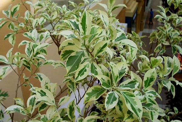 Пестролистная форма фікуса Бенджаміна