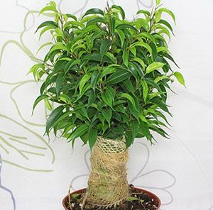 Фікус Бенджаміна Наташа