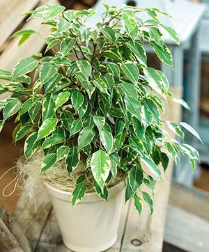 фікус Кінкі