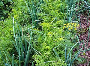 поєднана грядка