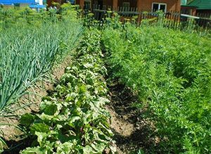 Грядки з морквою і буряком по сусідству