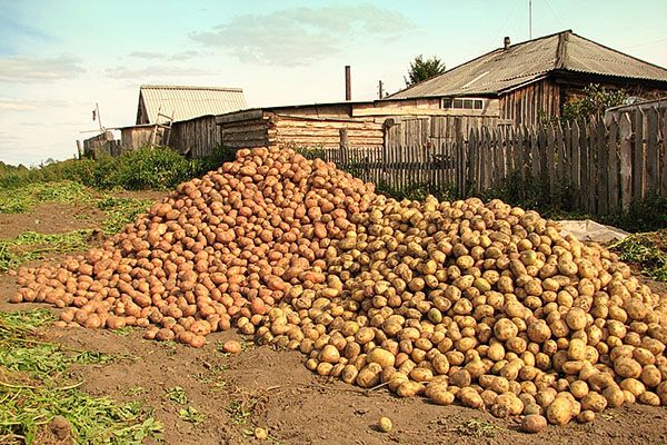 Урожай картоплі різних сортів