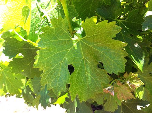 Виноградне листя