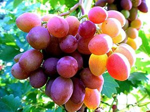Урожай винограду в середній смузі Росії
