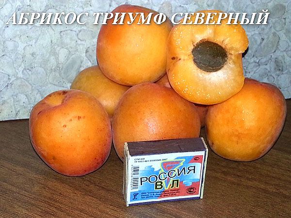 розміри плодів абрикоса Тріумф Північний