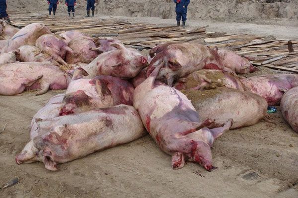 Загибель свиней, уражених на африканську чуму
