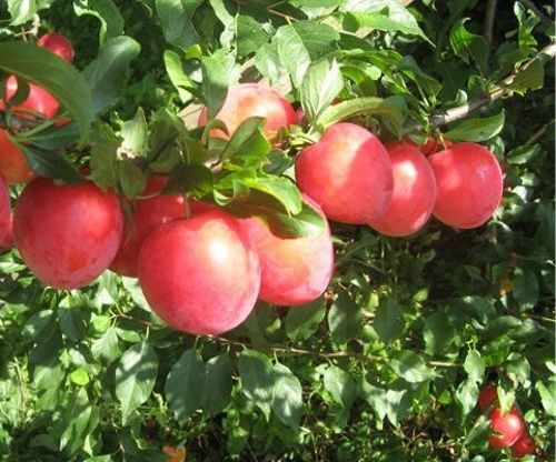 липнева троянда