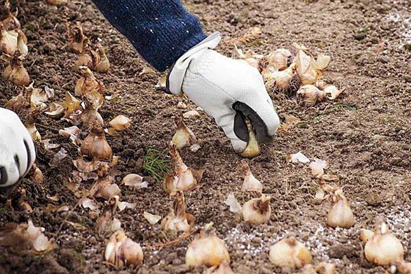 посадка цибулин алліум