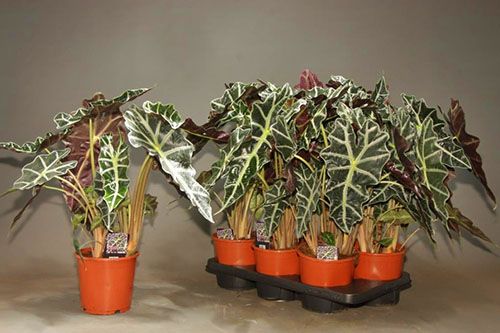 У алоказии присутні ціаніди