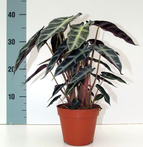 алоказия Поллі