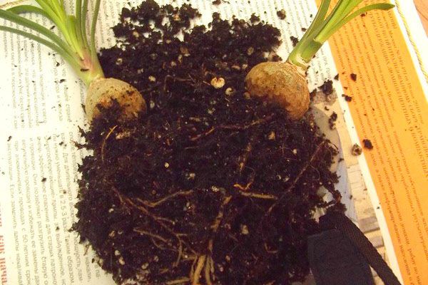 При загнивання коренів необхідно пересадити рослину, видаливши хворі корінці.