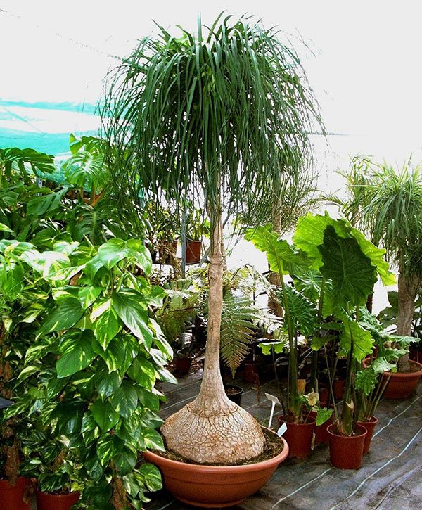 Молоде рослини бокарнеї відігнутої в оранжереї