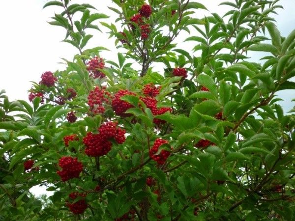 червона бузина