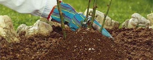 троянда навесні