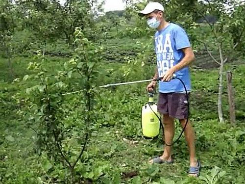 Профілактична обробка яблуні