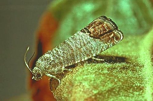 Плодожерка на яблуні