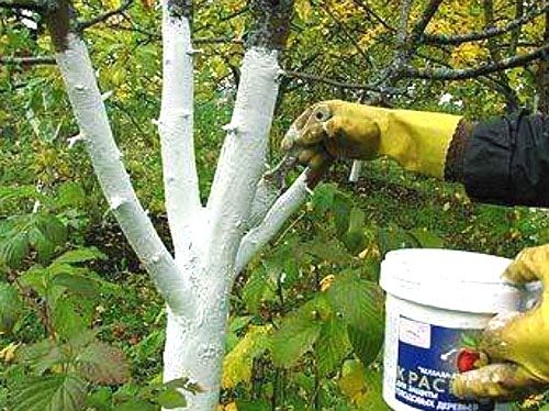 Побілка стовбурів яблуні як боротьба з плодожеркою