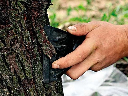 Очищення відшарувалася кори