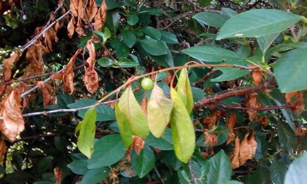 необхідна профілактика