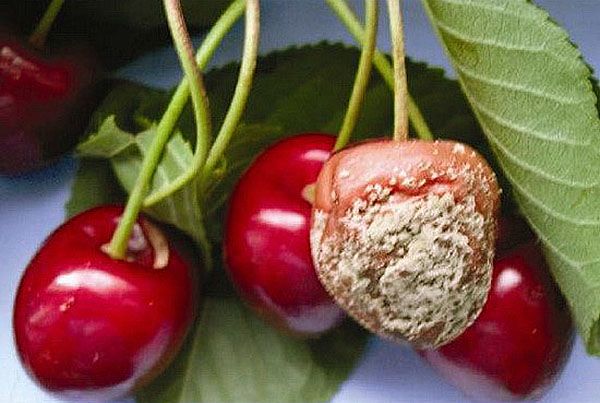 ураження плодів