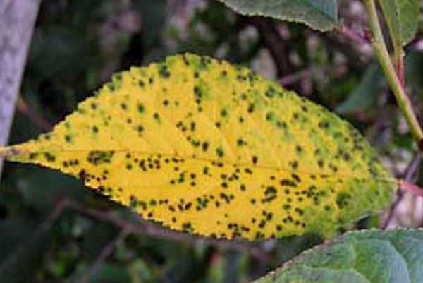 Клястероспоріоз або плямистість