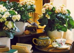 бегонія на столі