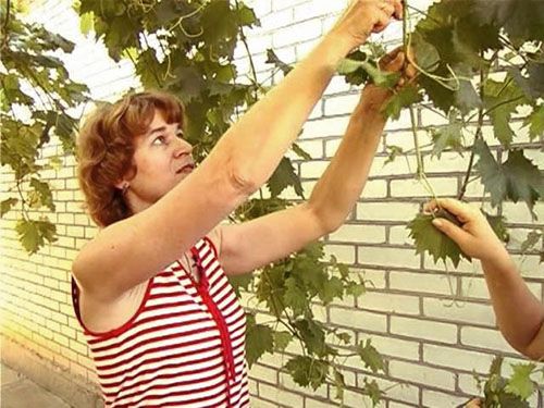 Прищипування і карбування винограду в Сибіру