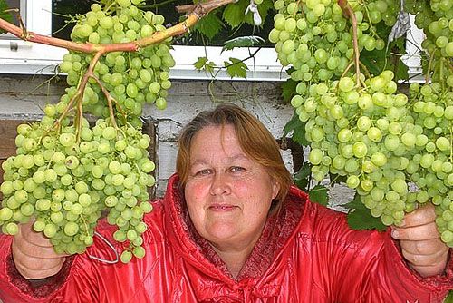 Такий урожай вирощують в Красноярську