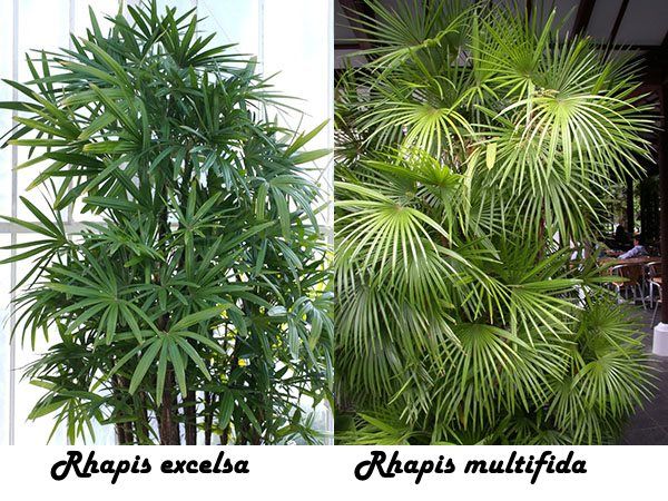 Rhapis excelsa і Rhapis multifida