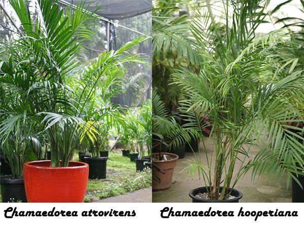 Chamaedorea atrovirens і Chamaedorea hooperiana