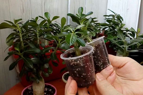 Формування адениума