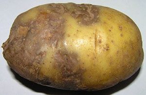 Фітофтороз бульби картоплі