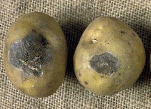 альтернаріоз картоплі