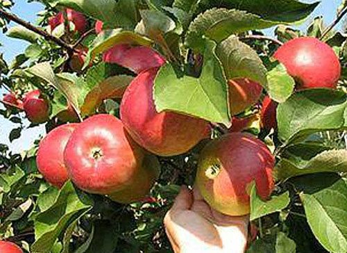 Плоди яблуні Услід