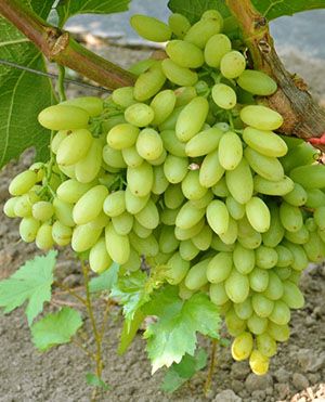 Безнасінний виноград Сторіччя