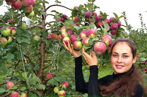 Урожай зимостійкою яблуні Орлик