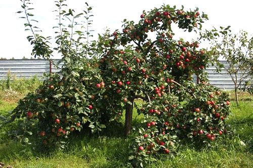 яблуня Веньяміновское