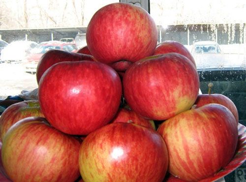 Плоди яблуні Апорт
