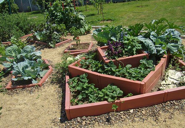 французька грядка