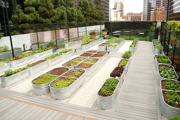 оригінальний дизайн грядок