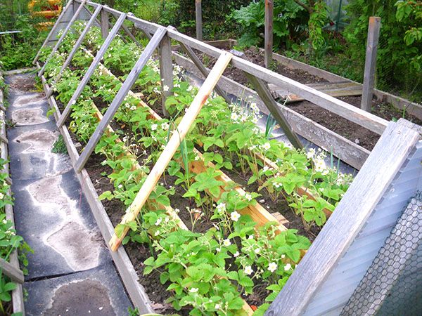 маємо грядки з півночі на південь