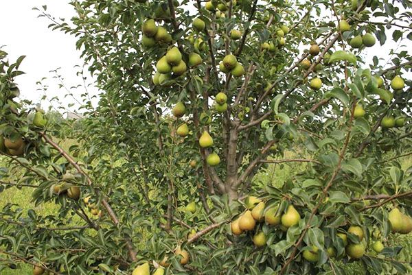 крона груші кокінская